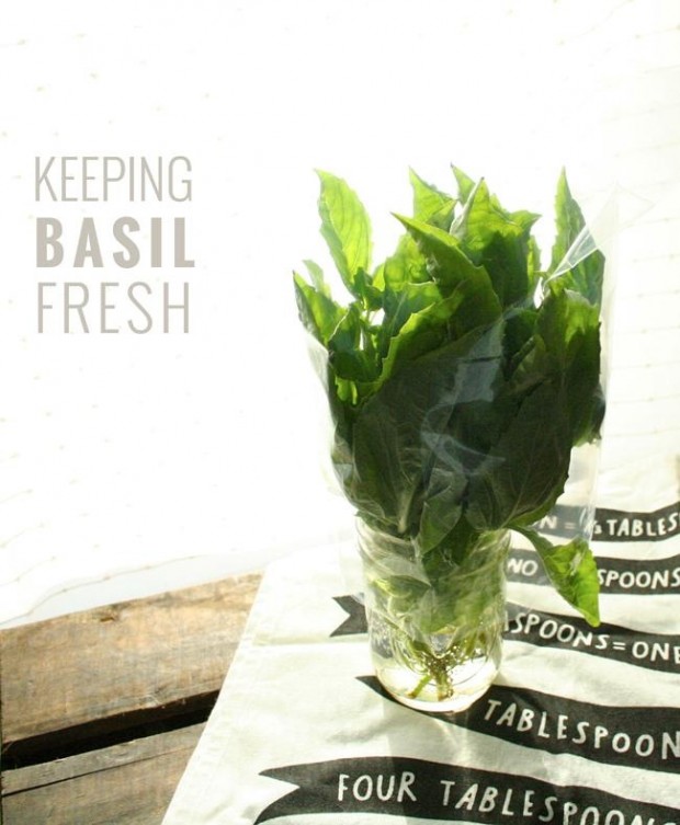 Fresh Basil